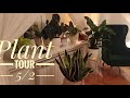 Plant Tour 5/2🍀 Kolekcja roślin w jadalni 💚