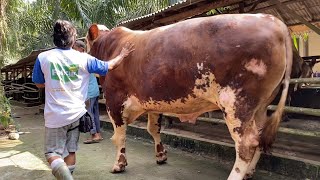 Peoses Angkut Sapi  kurban 1 Ton Menuju Masjid Istiqlal Jakarta