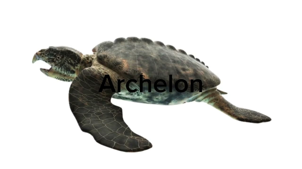 Sea monster size comparison