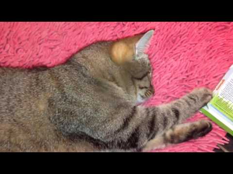 Как  за 3 секунды вытащить клеща у кошки