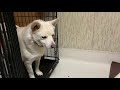 元野犬ひなた、一人でケージから出れるよ♪【アニマルウィズオールウェイズの保護犬】