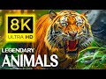 8K ANIMALS - Nature&#39;s Masterpieces: Captivating Animals in Mesmerizing 8K Ultra HD