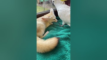 #shorts  In the morning, you must definitely put yourself in order, and for this we have Charlie.