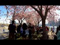 ⁴ᴷ⁶⁰ Walking NYC (Narrated) : Roosevelt Island Cherry Blossom Festival (April 13, 2019)