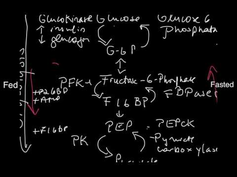 Futile Cycles in Glucose Metabolism