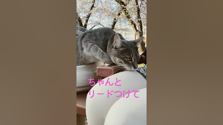 保護猫なつめちゃんのお花見🌸　#猫好きさんと繋がりたい #さくら #猫のいる暮らし