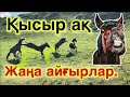 ЖАҢА АЙҒЫРЛАР жайлауда. СПРИТ. Қысыр ақ деген не?