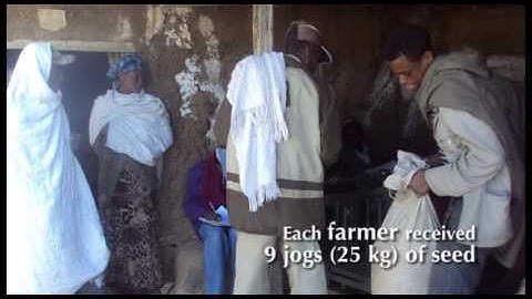 Improved field pea is more productive and provides better markets in the Ethiopian highlands