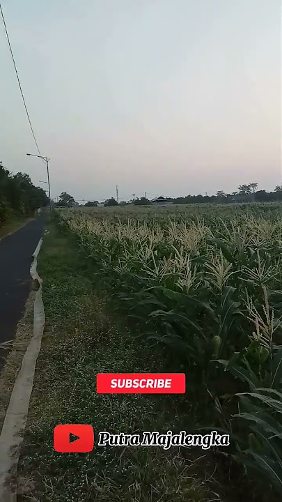 Suasana pagi yang sejuk pesawahan Majalengka #shorts .