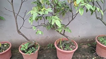 Bán cây khế ngọt bonsai gốc to siêu đẹp đang quả 0977973535