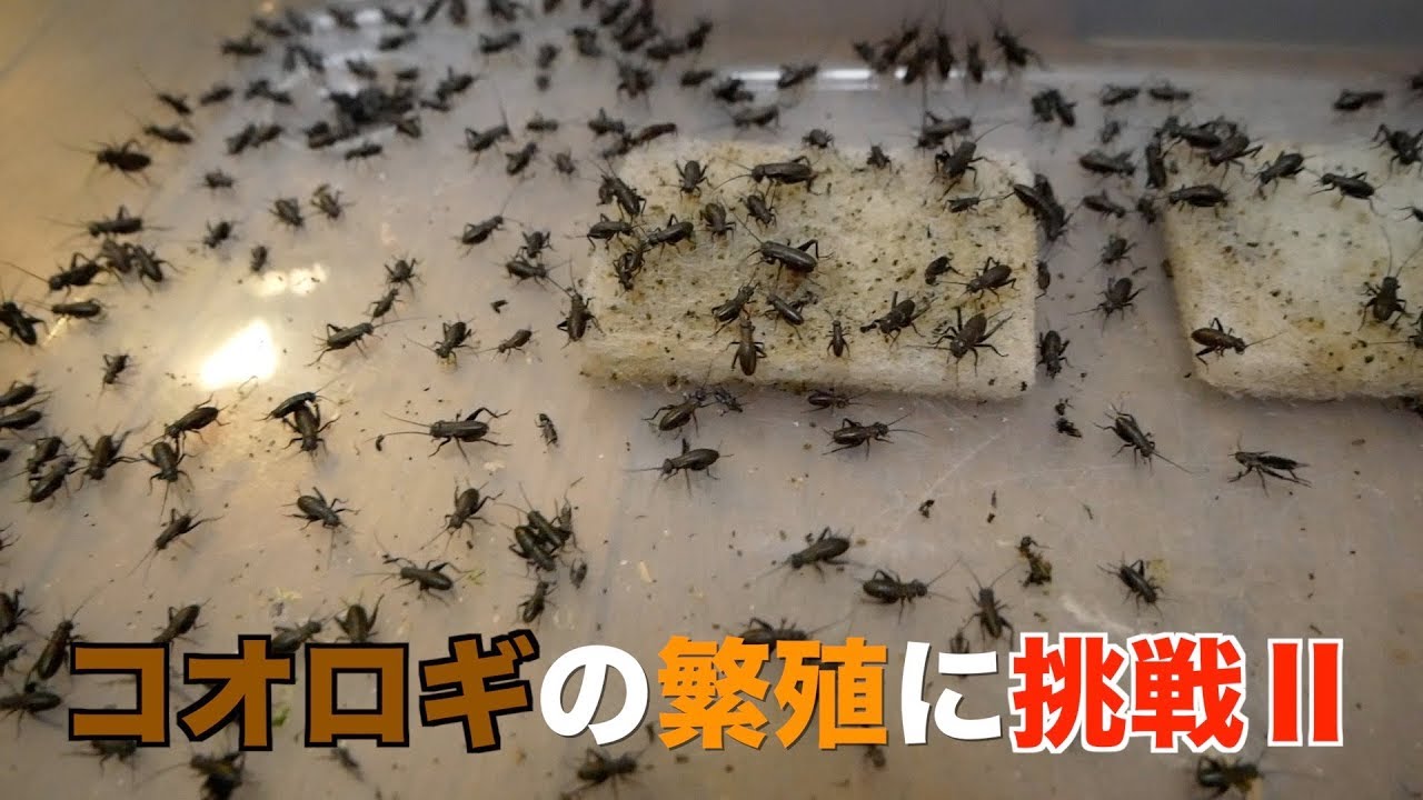 コオロギの繁殖に挑戦してみた Youtube