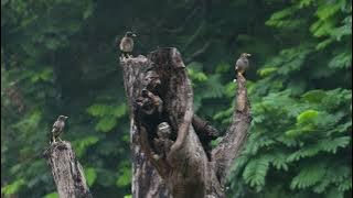 Life Of Spotted Owlet