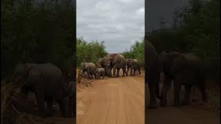 Very Protective Big Herdof