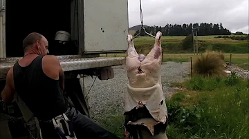 SKINNING A PIG