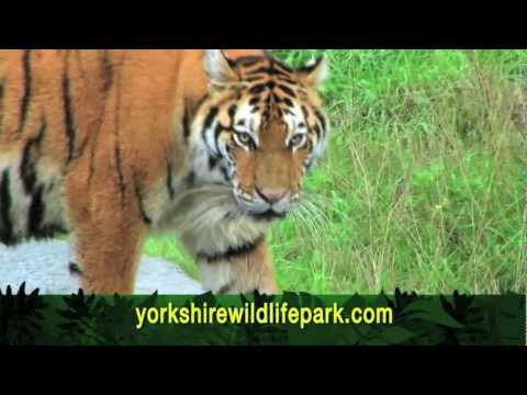 Yorkshire Wildlife Park Ad