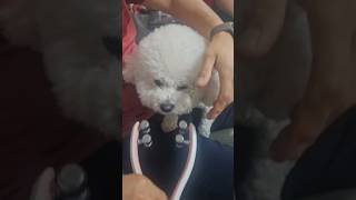 강쥐 턱선  살리기