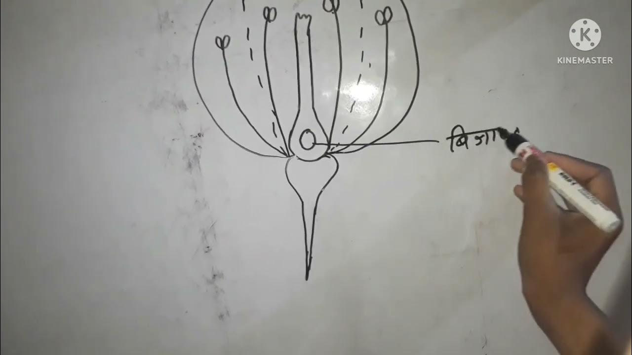 pushp ki sanrachana 12th class Biology, pushp sanrachana ka Namankit