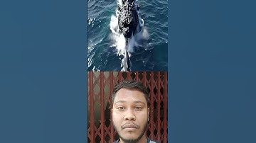 Godzilla Eats Megalodon in the Arctic Ocean.