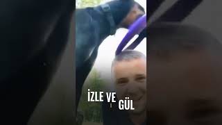 Komi̇k Hayvanlar Komi̇k Köpek Vi̇deolari İzle