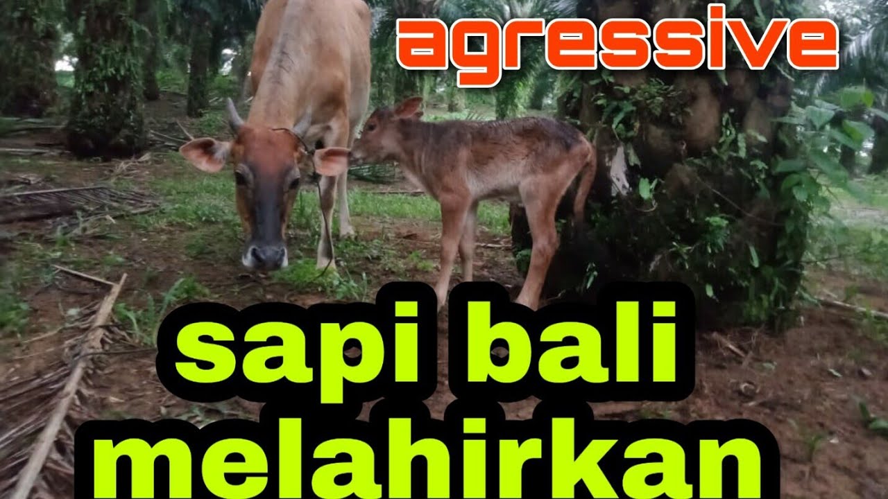 Sapi Bali Melahirkan Anak Pertama Mantap - YouTube