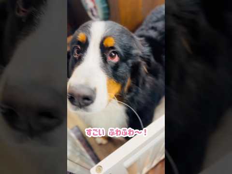 フワフワ度UP！シャンプー前後のバーニーズ✨