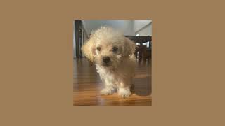 Who Let The Dogs Out Sped Up - Baha Men