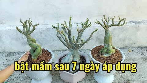 Cách sử lý cây sứ xả tàn không bật mầm 