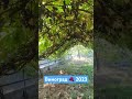 Виноград 🍇 урожай 2023
