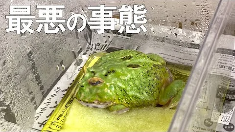 森こんにゃく