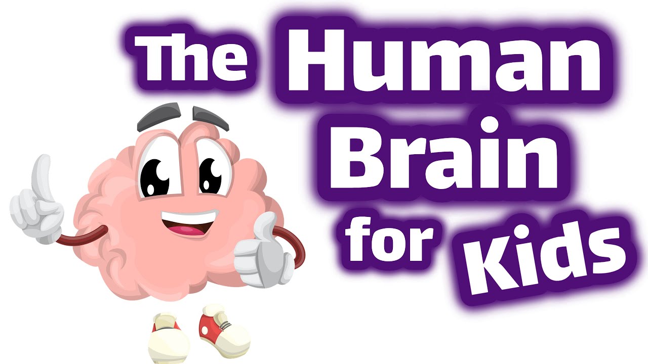⁣The Human Brain for Kids