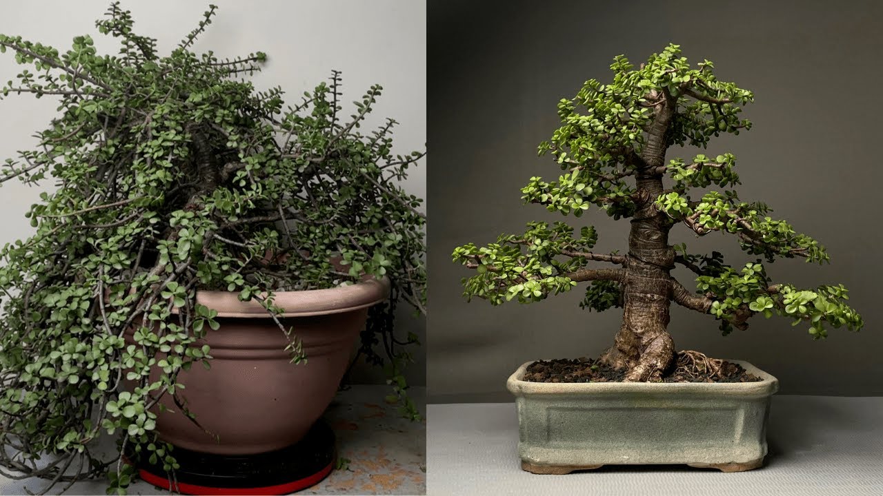 Making 20 years old Dwarf Jade Bonsai Pruning Repotting Defoliation Wiring YouTube