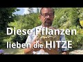 Diese pflanzen lieben die hitze