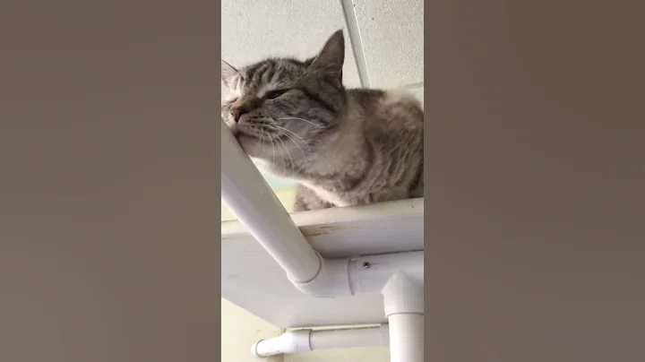 Watch the video about Meet Big Shug a Siamese currently available for adoption! 3/30/2020 9