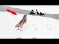 The children fell through the ice and started drowning, suddenly a wolf appeared and rescued them