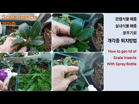 자막)식물벌레퇴치 | 해충 개각충을 분무기와 물로 제거 | How to control scale insects on plants without using pesticides