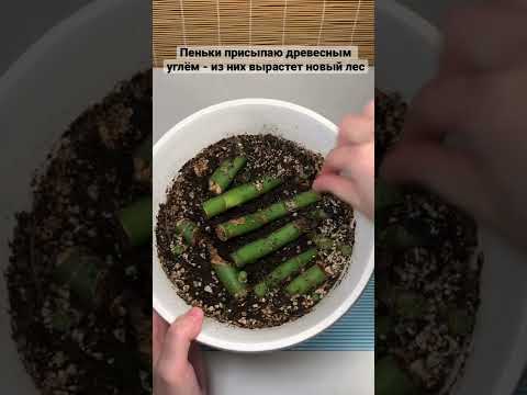 Обрезка диффенбахии #shorts #диффенбахия #dieffenbachia