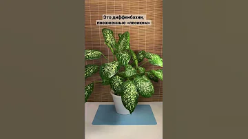 Обрезка диффенбахии #shorts #диффенбахия #dieffenbachia