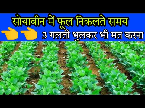 सोयाबीन में फूल निकलते समय भुलकर भी मत करना ये गलतियां।सोयाबीन में फूल आने के बाद क्या करे।