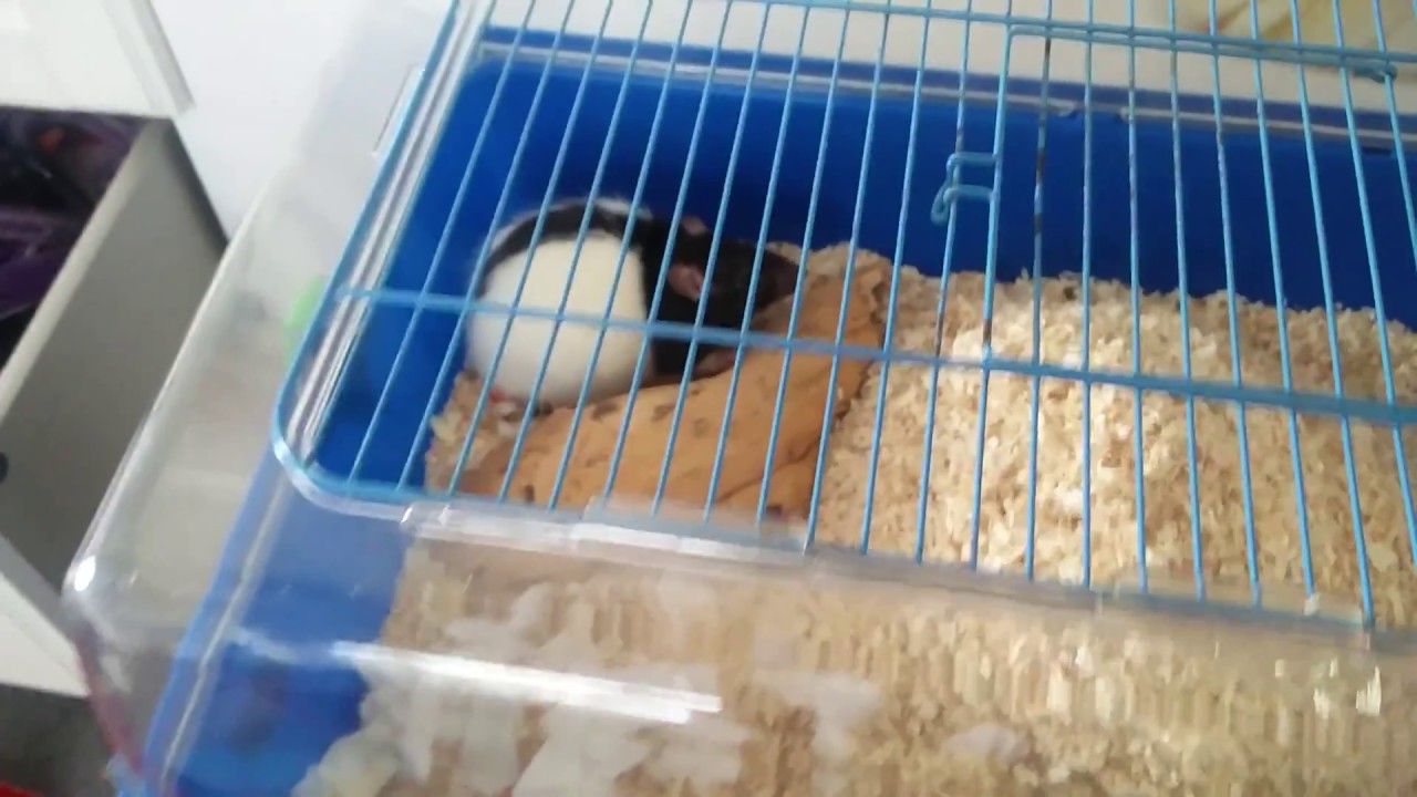 Mijn RAT IS ZWANGER!!!!!!! YouTube Mijn RAT IS ZWANGER!!!!!!! YouTube