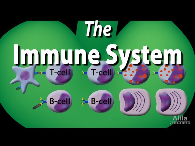 The Immune System Overview, Animation class=