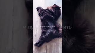 ТувиРуви иногда видит сны, в которых она Котик🤫🐈‍⬛ #tuviruvi #котики #dreams #chowchow