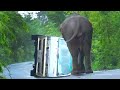 Wild elephant shocking attack on van on the wild road