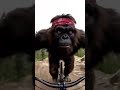 Yeti vs Bike