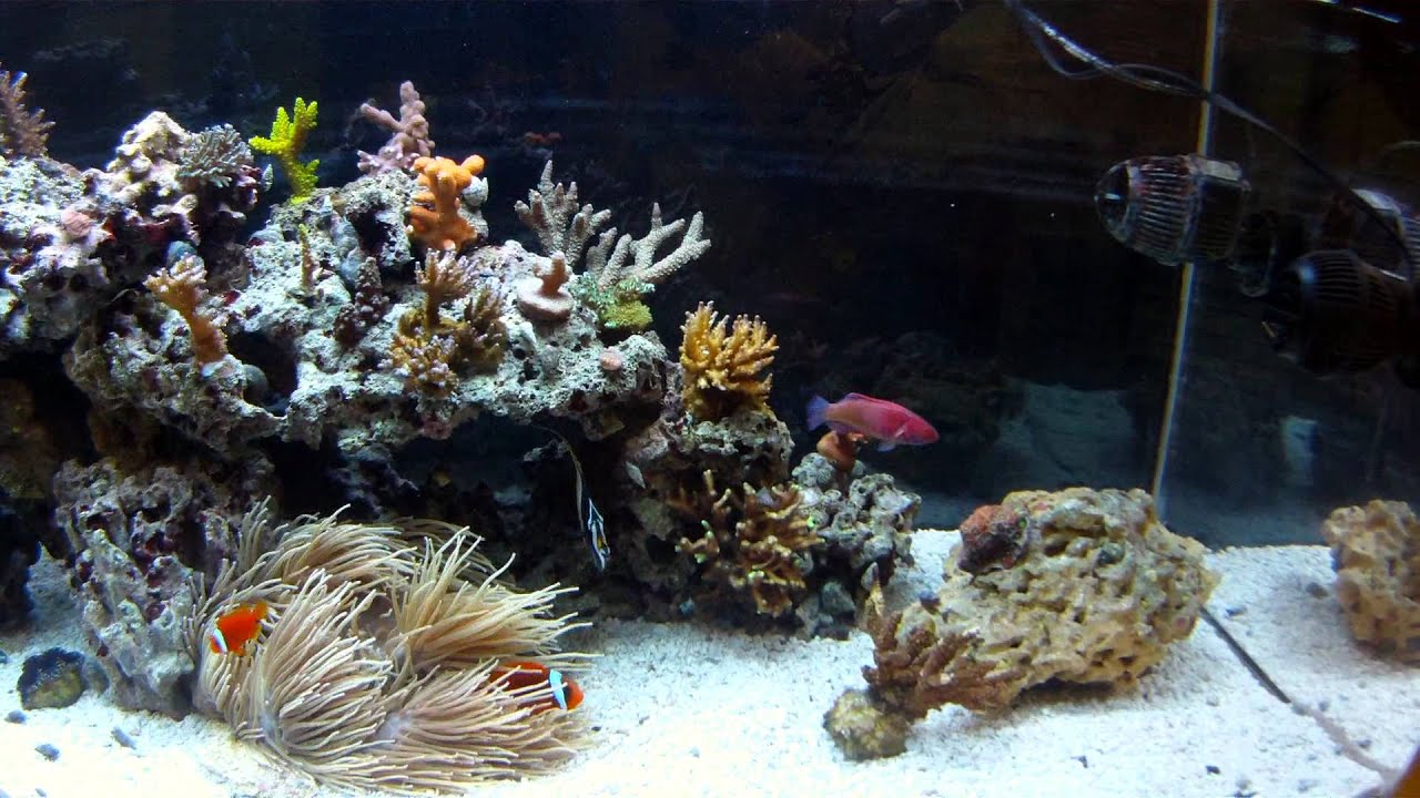 camera iphone 8 plus apk Billy the Moorish Idol