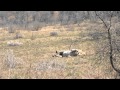 Lion has seizure after chasing wildebeest.