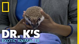 A Hedgehog Gets Checked For Mites | Dr. K's Exotic Animal ER