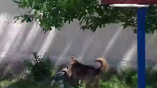 Драка собак. Драка собак.