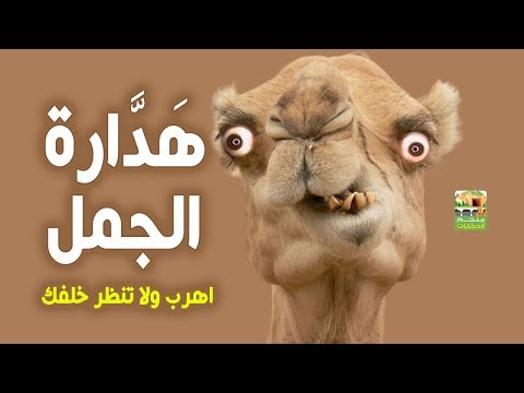 فيديو: أي نوع من الهجوم هو الملفوف؟