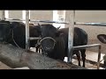 как я построил сарай Таджикистане для быки откорм
