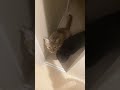 お留守番の日 #猫 #cat